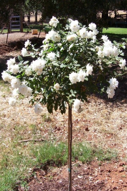 Роза Свани – белоснежные цветы на штамбе.